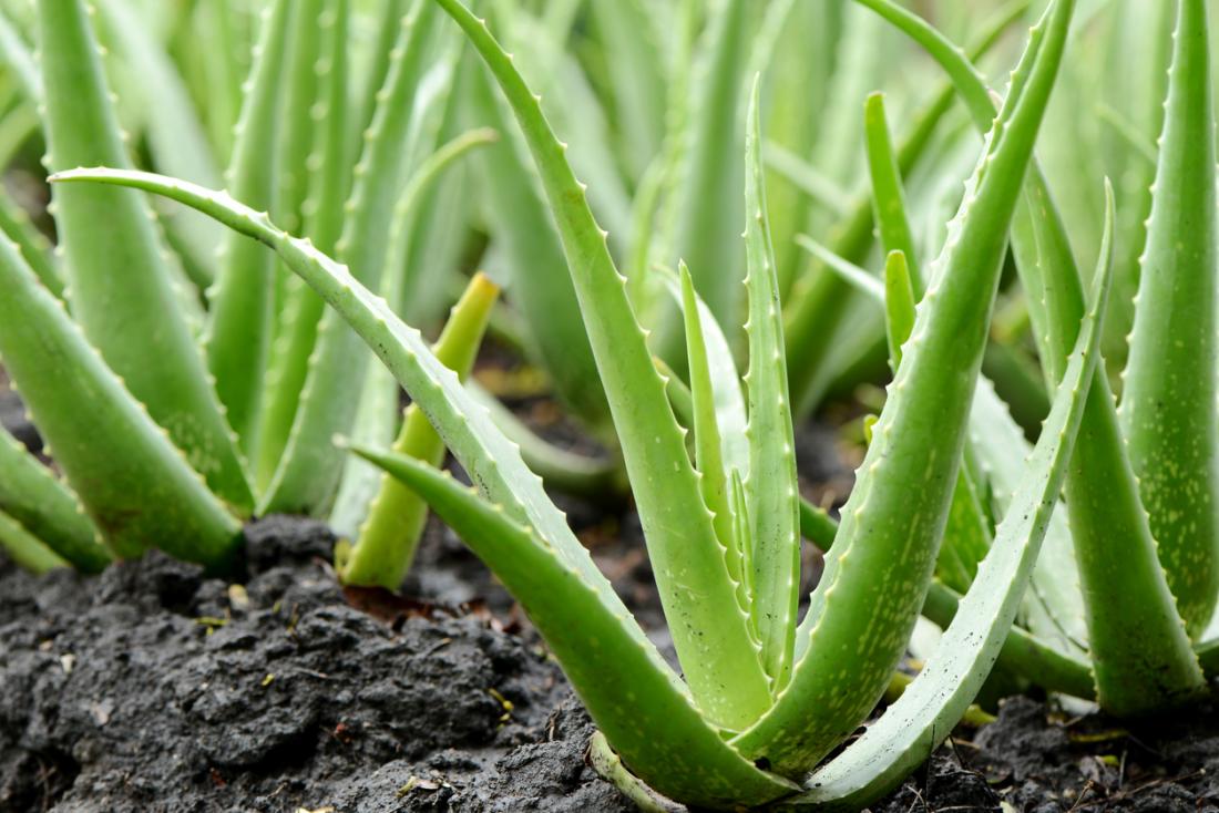 Aloe Vera 1