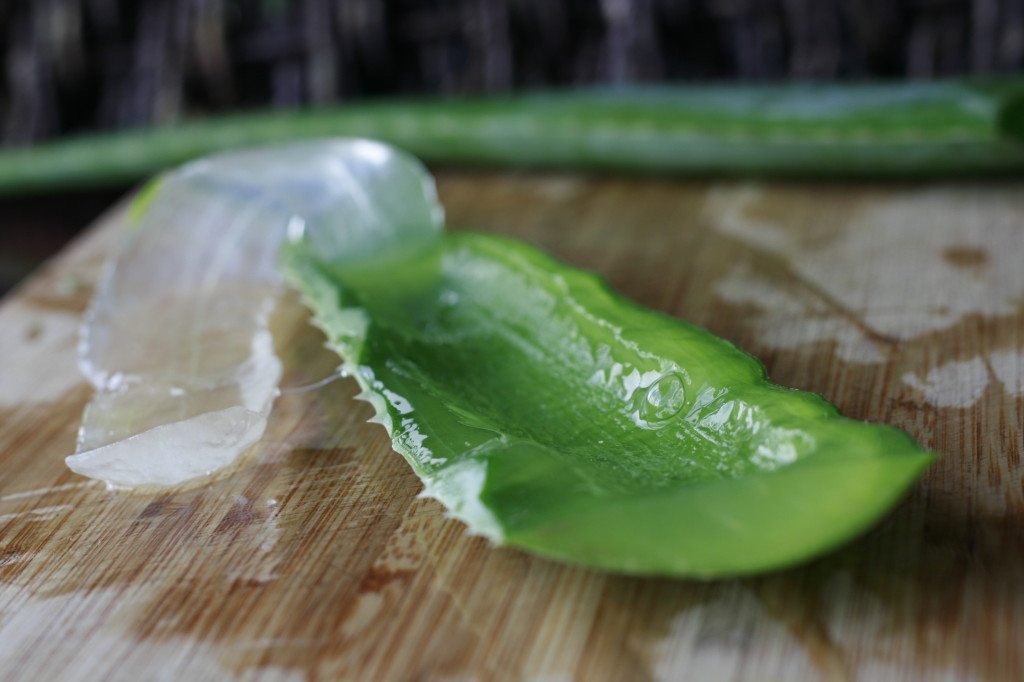 Aloe Vera Medicinal Uses 1